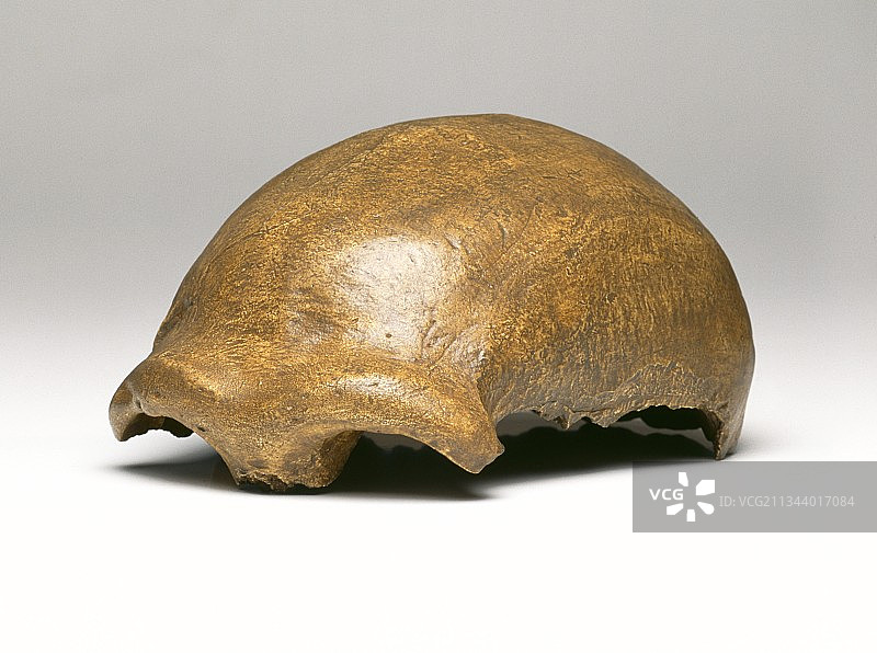 尼安德特人头盖骨（尼安德特人1号）图片素材
