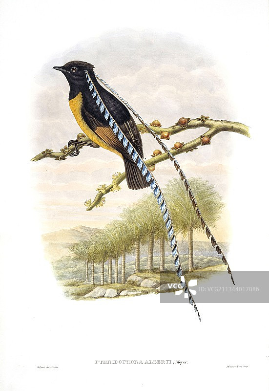 萨克森国王天堂鸟，19世纪90年代图片素材