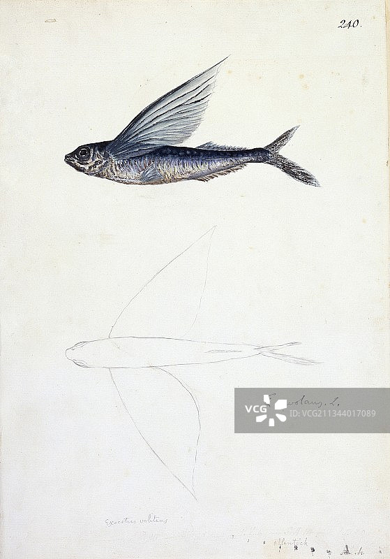 18世纪热带飞鱼图片素材