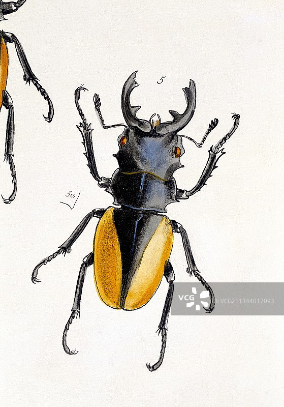 东方锹甲，19世纪图片素材