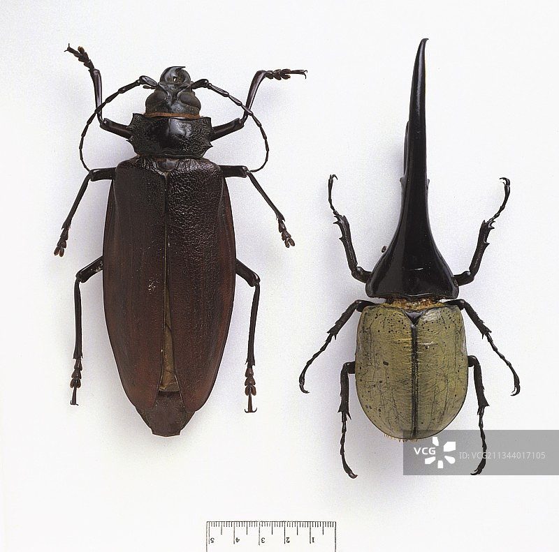 泰坦甲虫和赫拉克勒斯甲虫图片素材