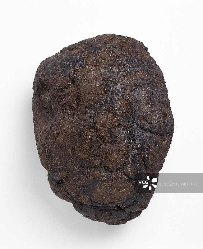 化石化的地懒粪便图片素材