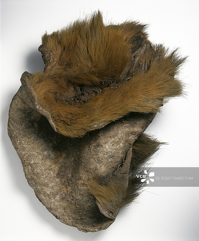 地懒皮图片素材