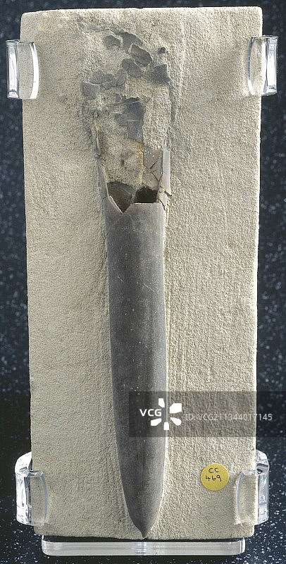 箭石化石图片素材