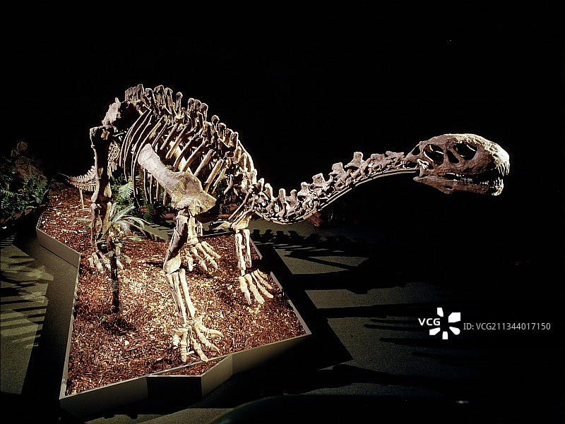 蜀龙恐龙骨骼图片素材