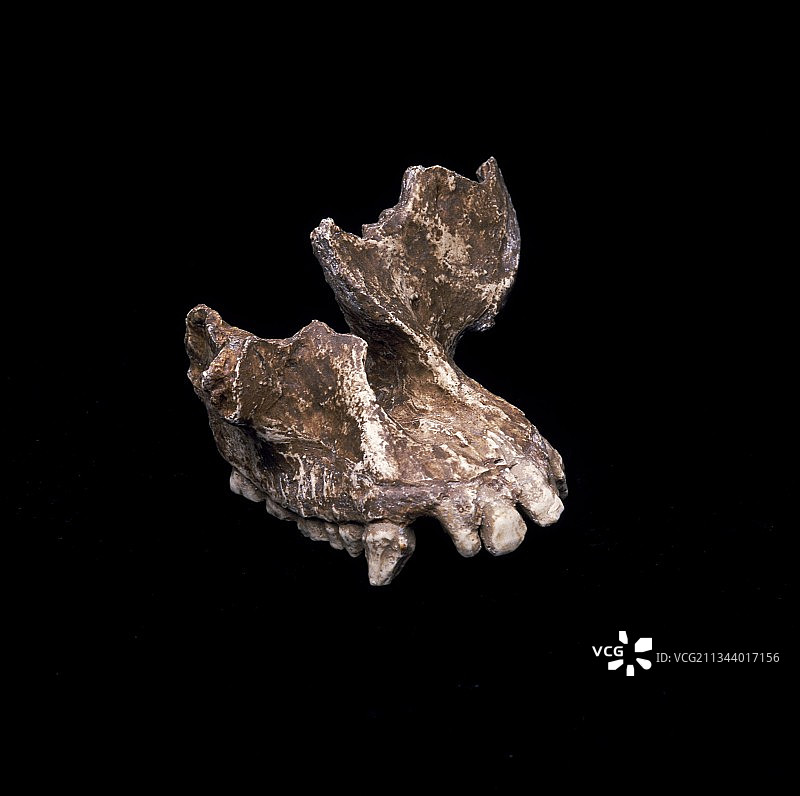 人科动物头骨碎片图片素材