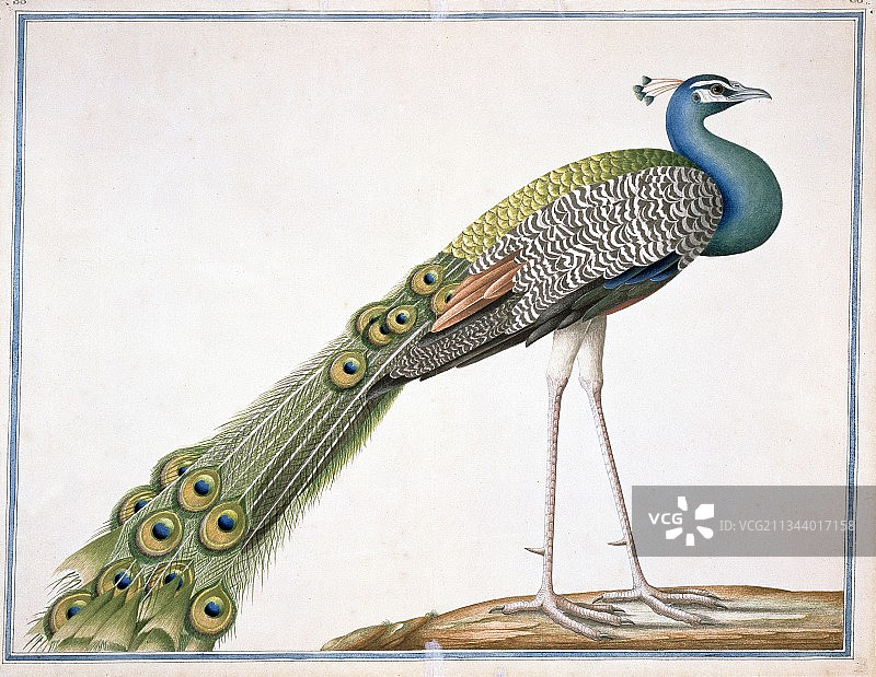 印度孔雀艺术作品图片素材