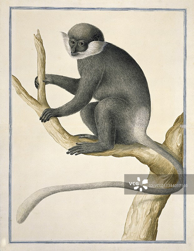 紫脸叶猴艺术画图片素材