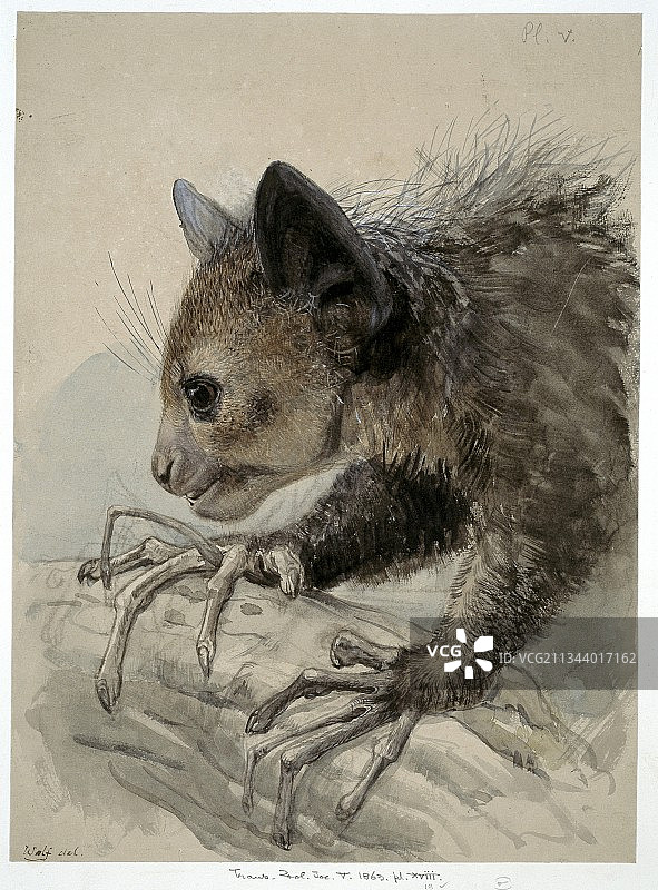 指猴艺术作品图片素材