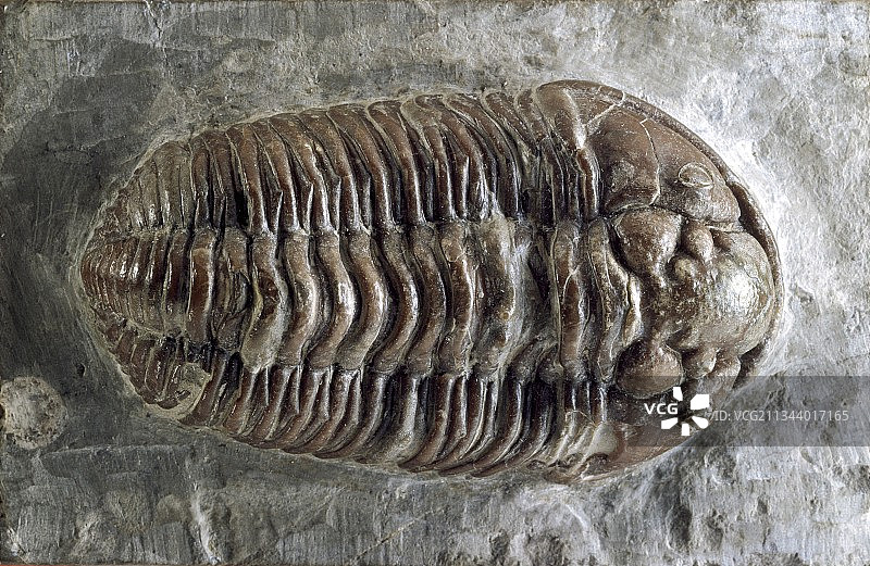 三叶虫化石图片素材