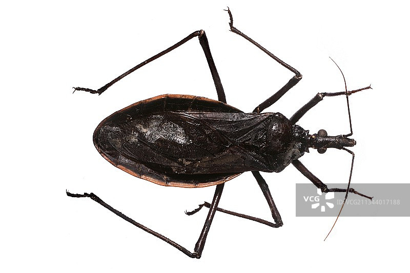 锥猎蝽图片素材