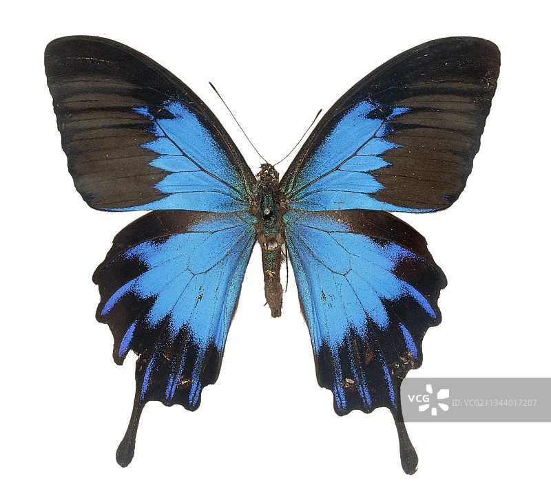 燕尾蝶图片素材