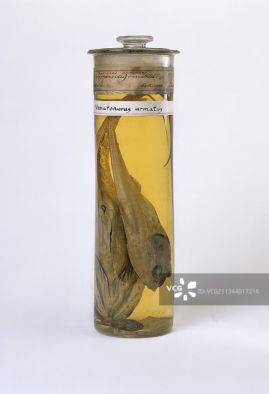 鼠尾鱼标本图片素材