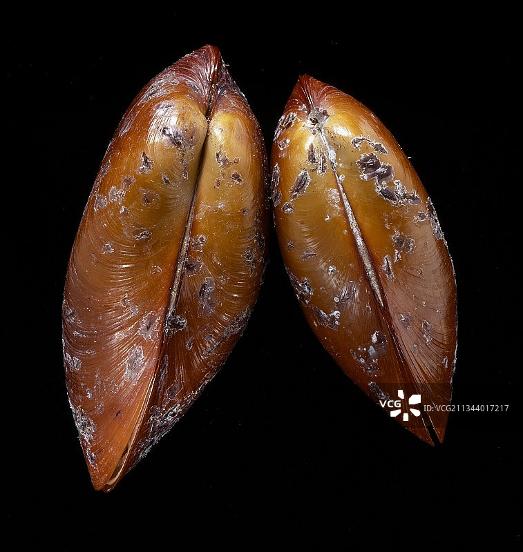 巨型深海贻贝图片素材