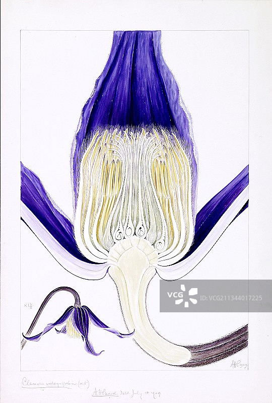 单生铁线莲(Clematis integrifolia)图片素材