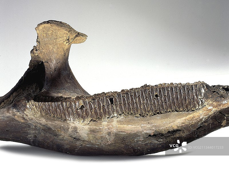 埃德蒙托龙恐龙下颚图片素材