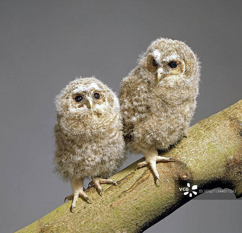 棕林鸮幼鸟图片素材