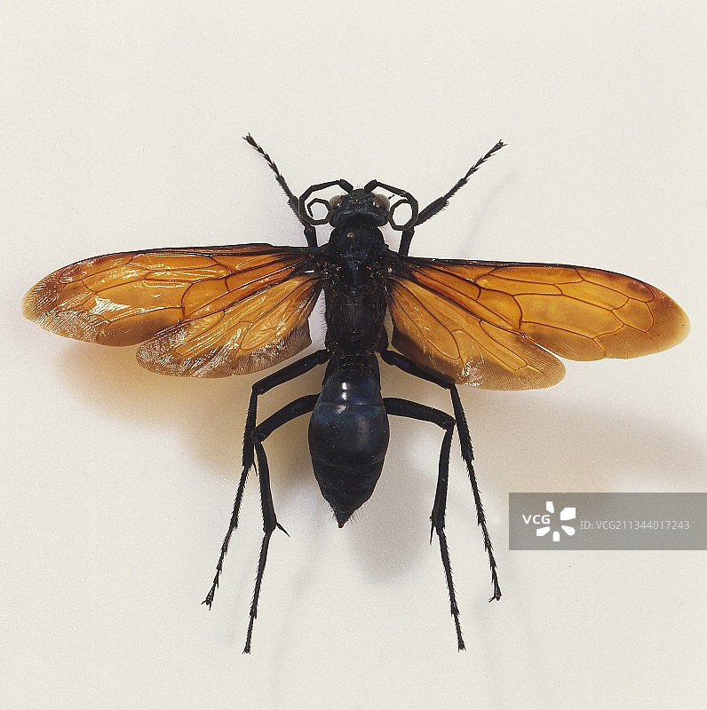 狼蛛胡蜂图片素材