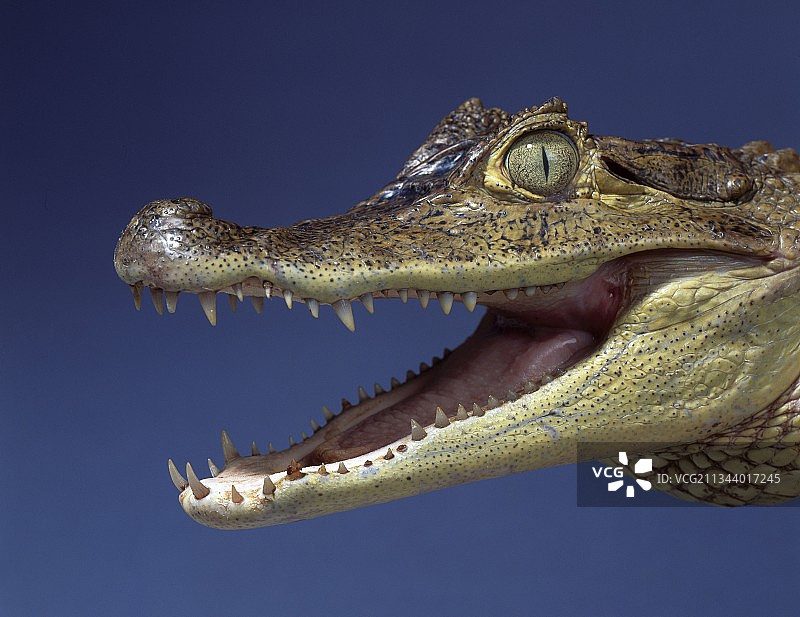 眼镜凯门鳄图片素材