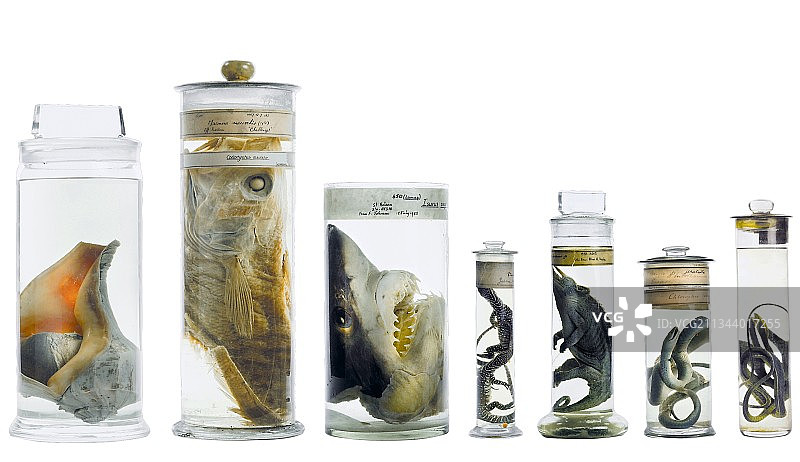 动物学保存标本图片素材