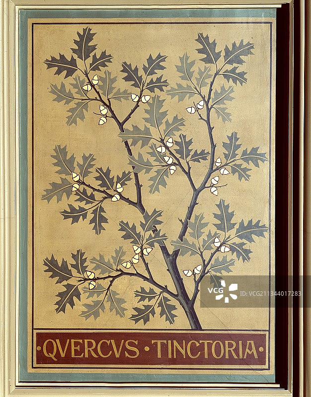 黑栎树图片素材