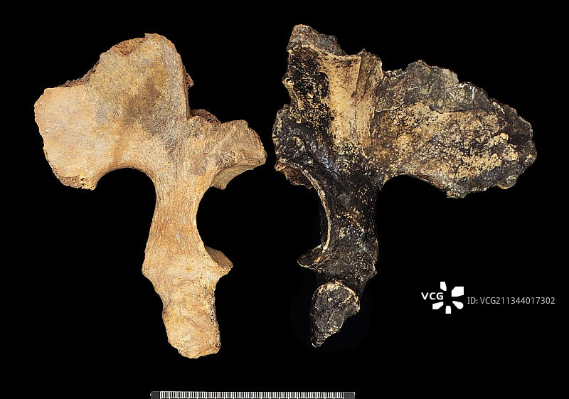 人属物种骨盆对比研究图片素材