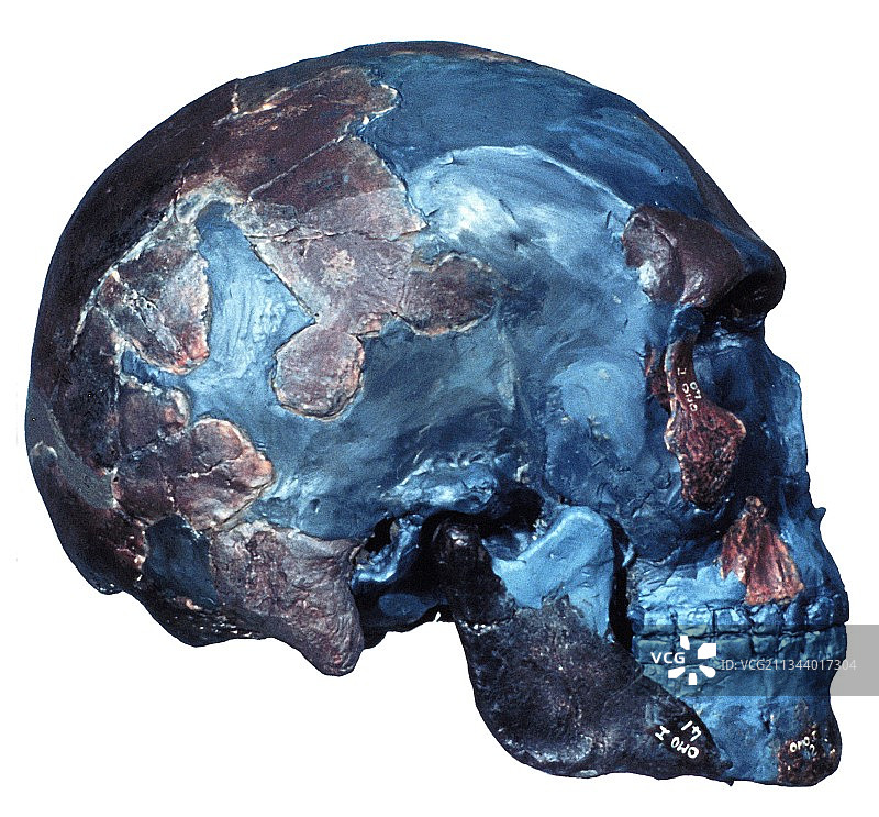 史前人类头骨（奥莫1号）图片素材