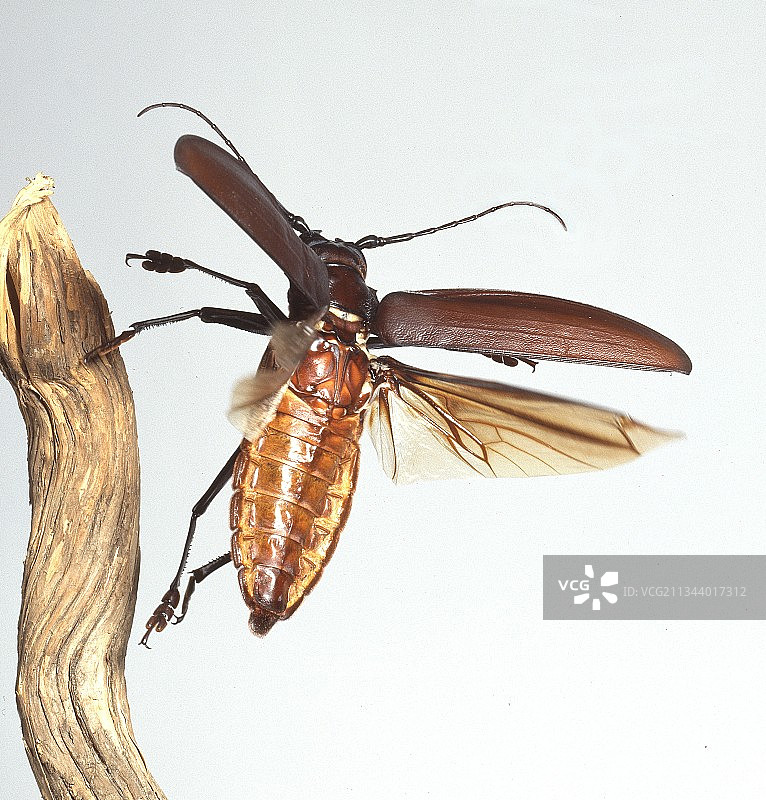 泰坦甲虫图片素材