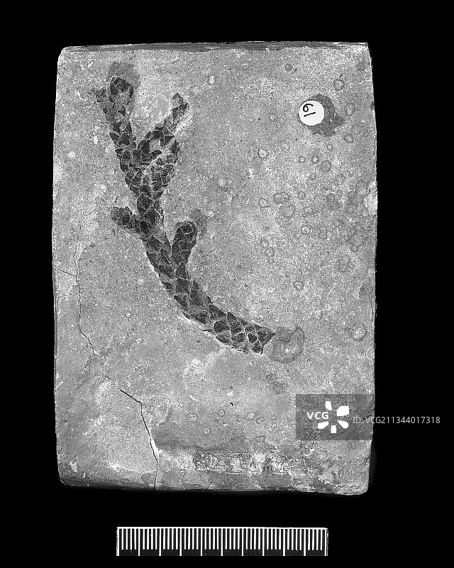 针叶树叶化石图片素材