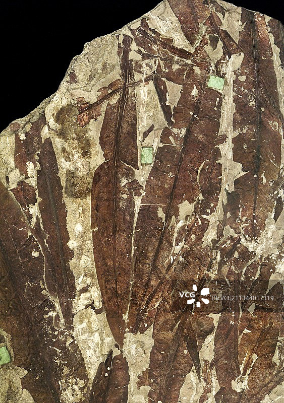 化石种子蕨叶图片素材