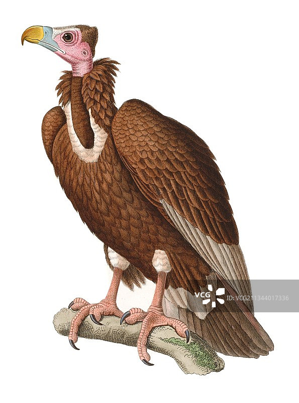 僧帽秃鹫，19世纪艺术作品图片素材