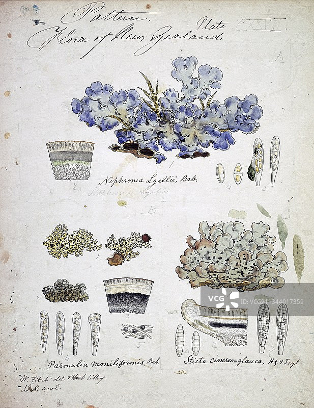 长叶珊瑚菌图片素材