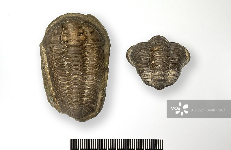 蝗虫三叶虫化石图片素材