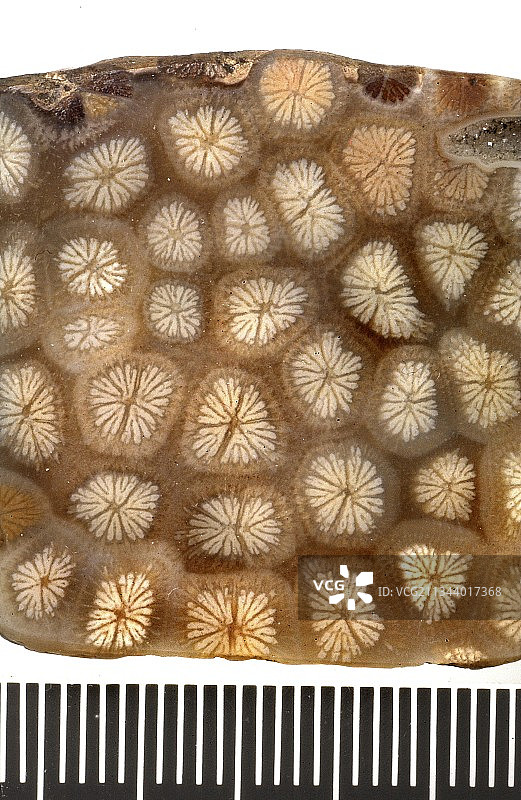 抛光珊瑚图片素材