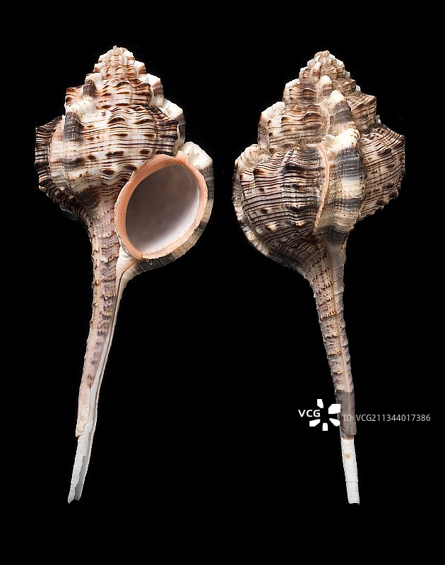 鹬嘴骨螺贝壳图片素材