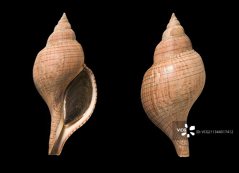 真正的郁金香贝壳图片素材