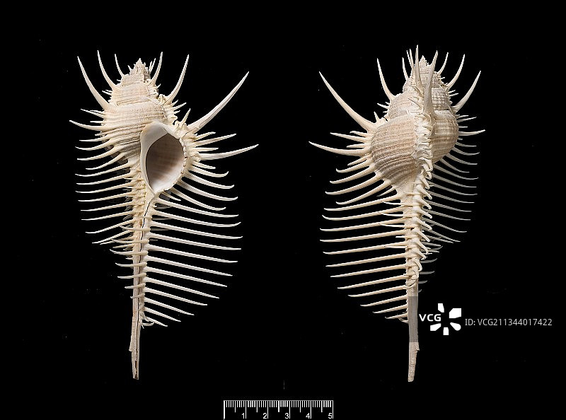 海扇贝图片素材