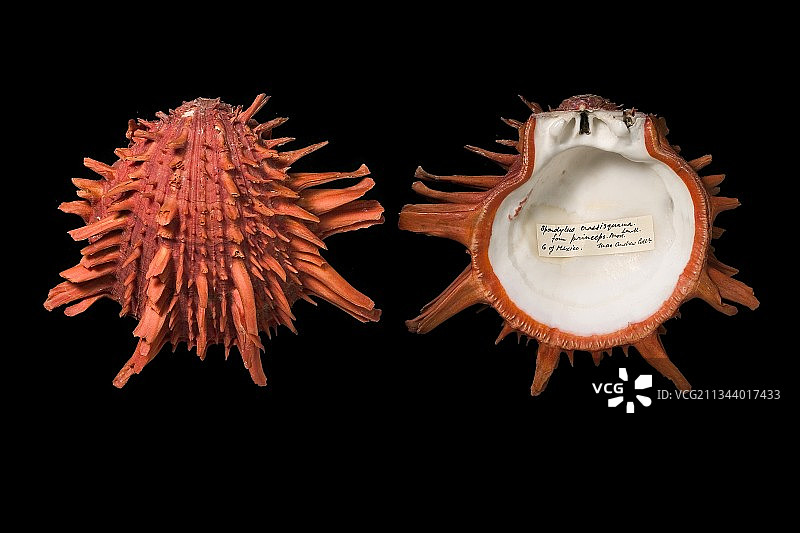 彩绘多刺牡蛎壳图片素材