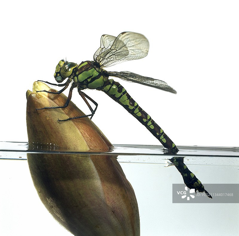 蜻蜓图片素材