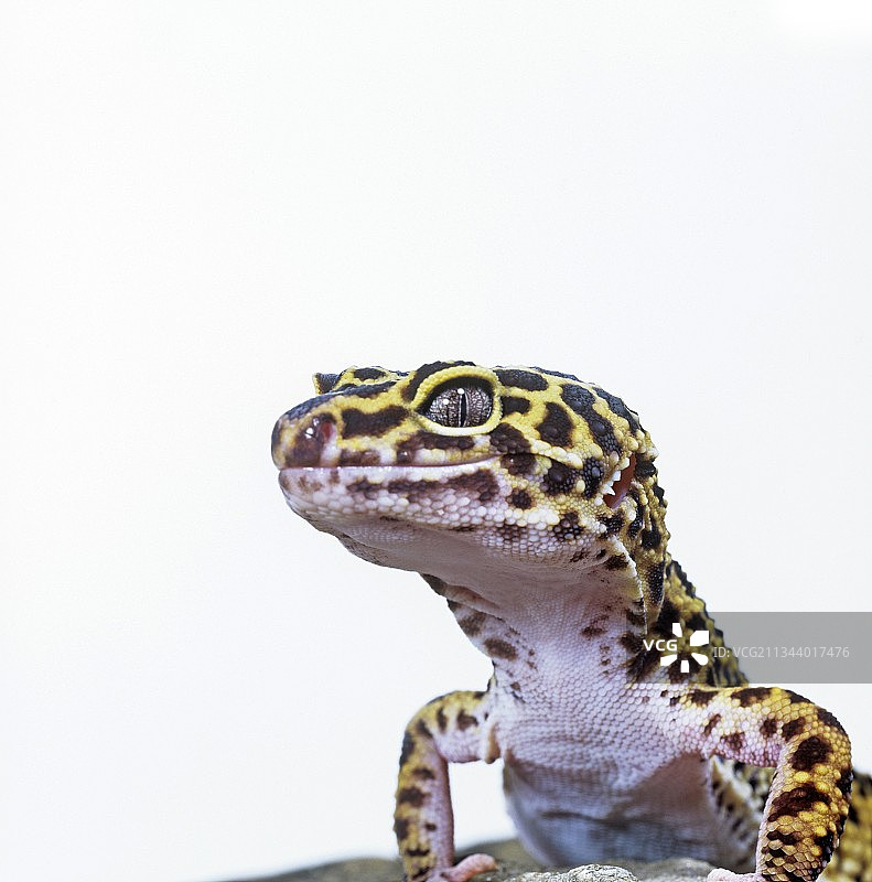 豹纹守宫图片素材