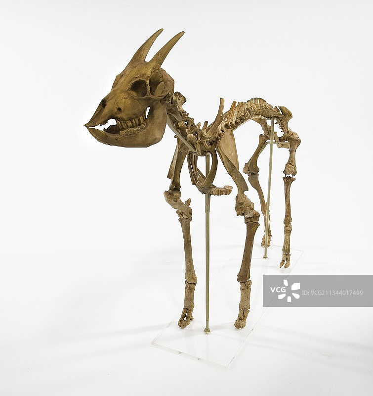 旋角羚羊骨骼图片素材