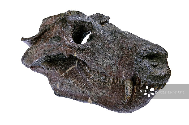 犬颌兽合弓纲动物头骨化石图片素材