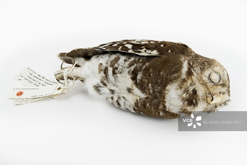 森林小鸮图片素材