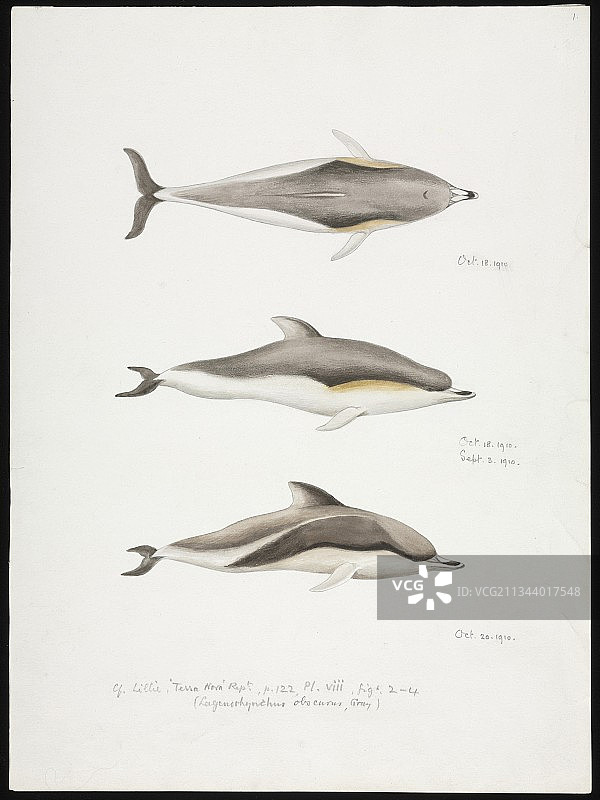 海豚艺术作品图片素材