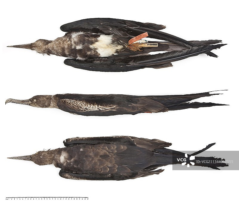 威氏军舰鸟图片素材