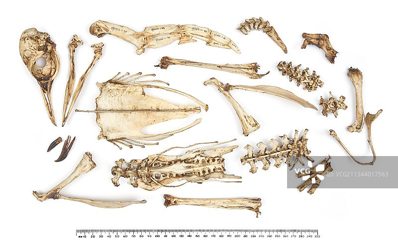 阿德利企鹅骨骼图片素材