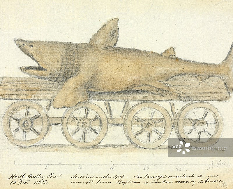 姥鲨，19世纪艺术作品图片素材