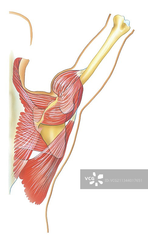 肩关节运动（艺术作品）图片素材