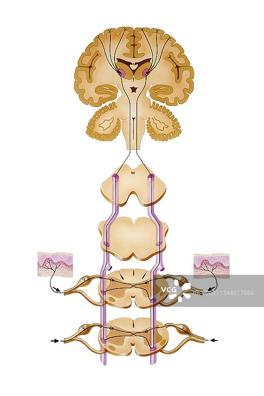 大脑感觉神经通路艺术图图片素材