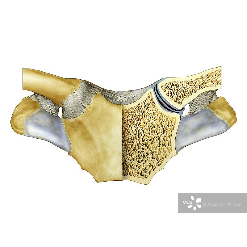 胸锁关节艺术图图片素材